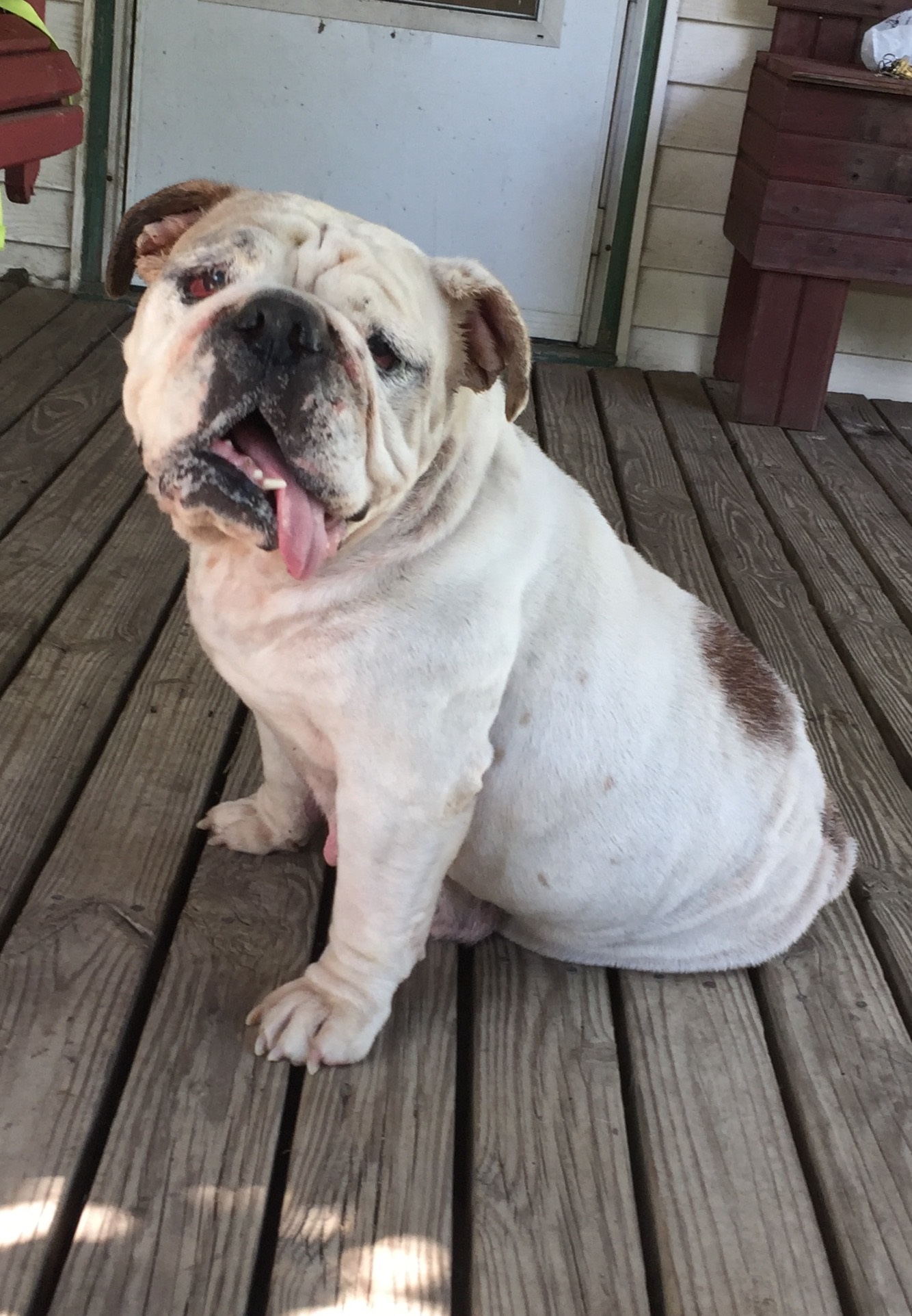 Indiana Bulldog Rescue | betty white